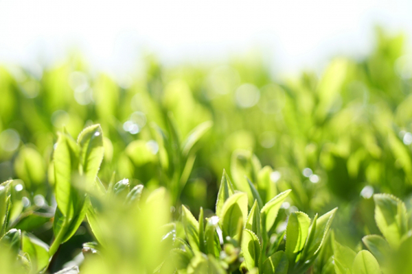 一流茶師が仕上げる、神奈川の新ブランド茶を使用