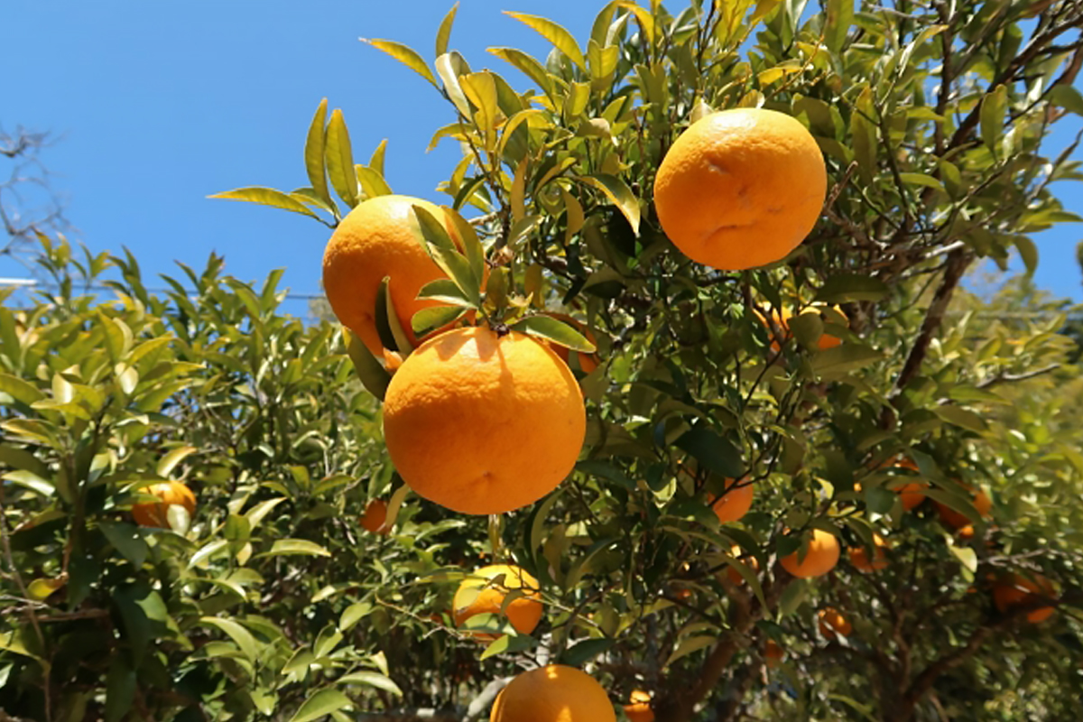 汐風が育む、すっきり甘い初夏の使者・甘夏