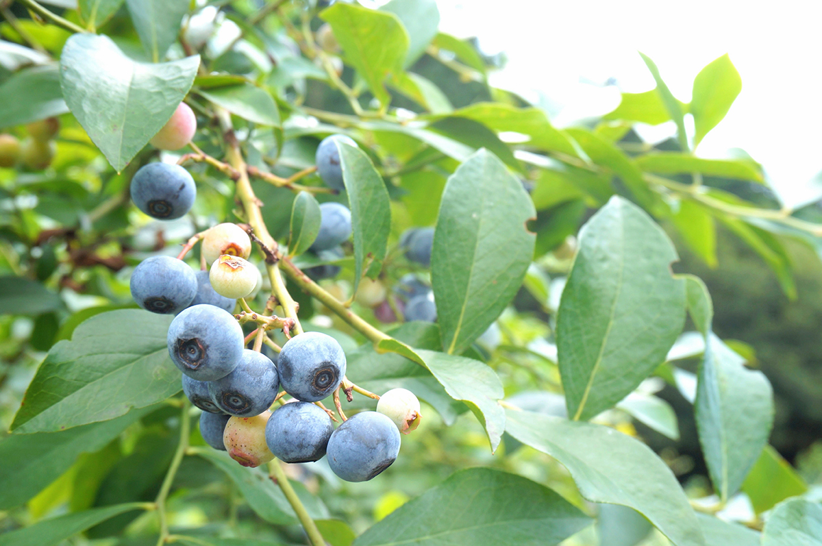 ひと粒ひと粒に甘みを閉じ込めて。今が旬のブルーベリー