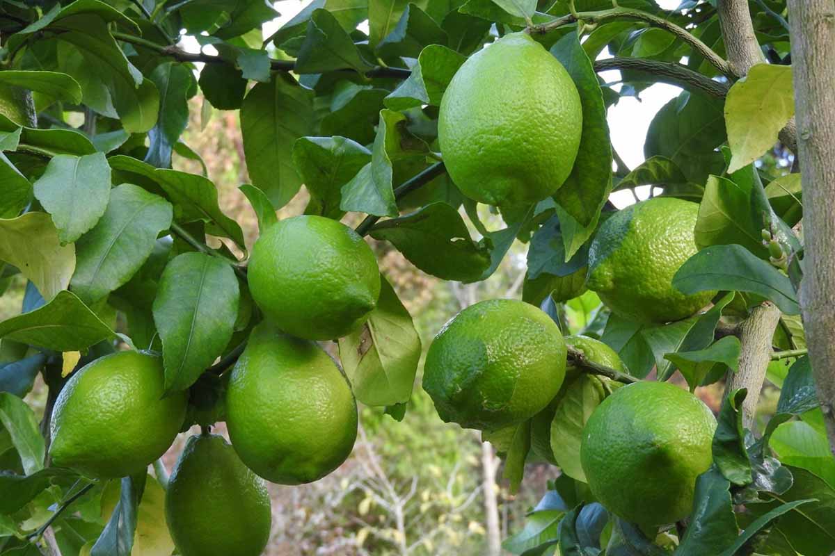 小田原片浦地区で栽培される青レモン