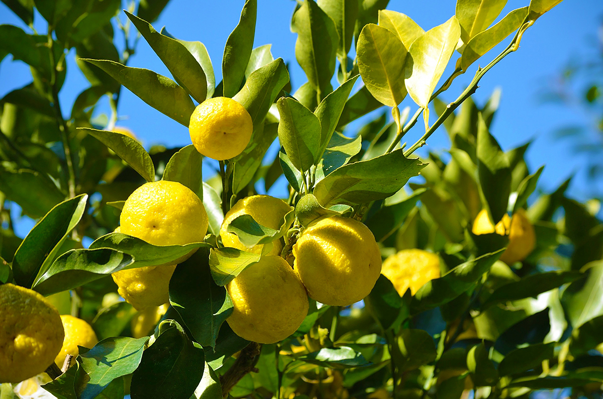 鈴廣特製肥料で育てた「ゆず」の香り