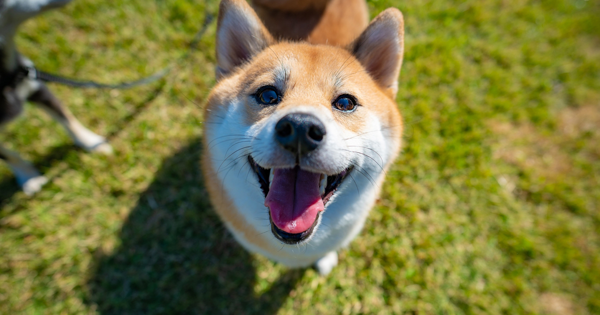 ペット同伴OK！愛犬と一緒に地ビールやコーヒーを楽しめるカフェ「CAFE107」