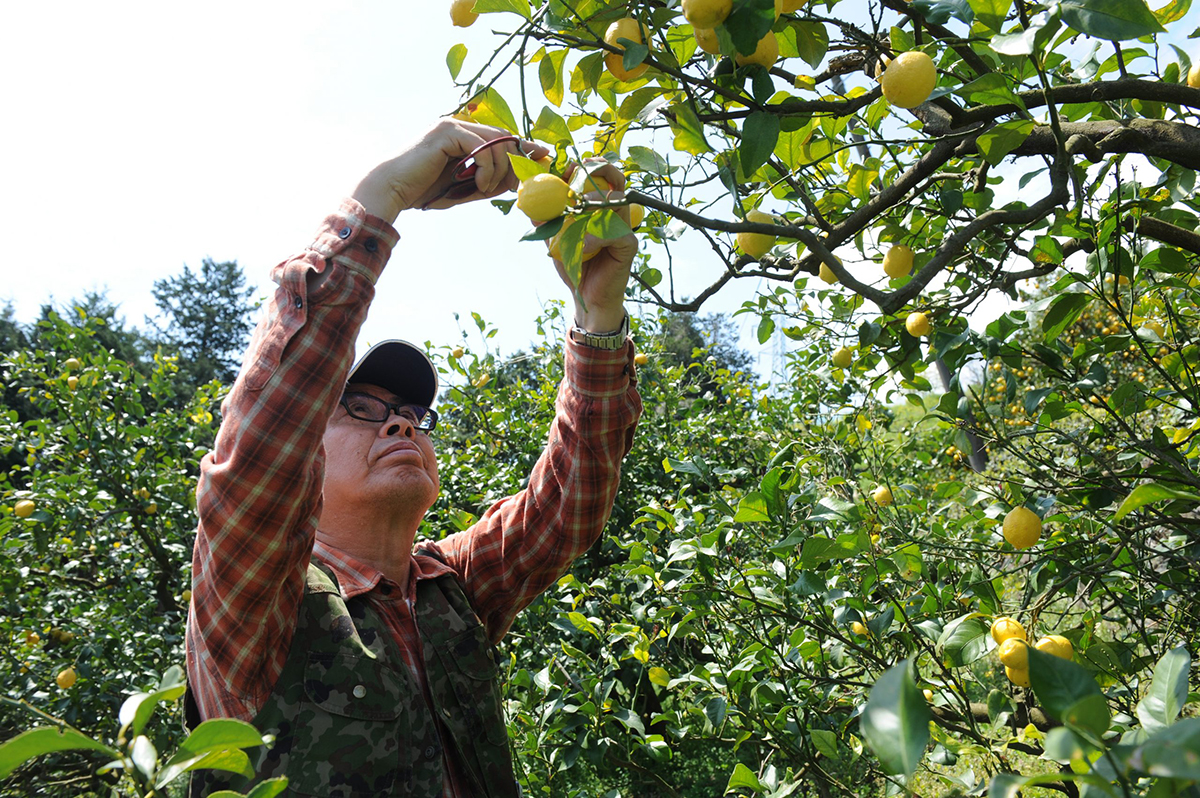1つ1つ手摘みの無農薬レモン