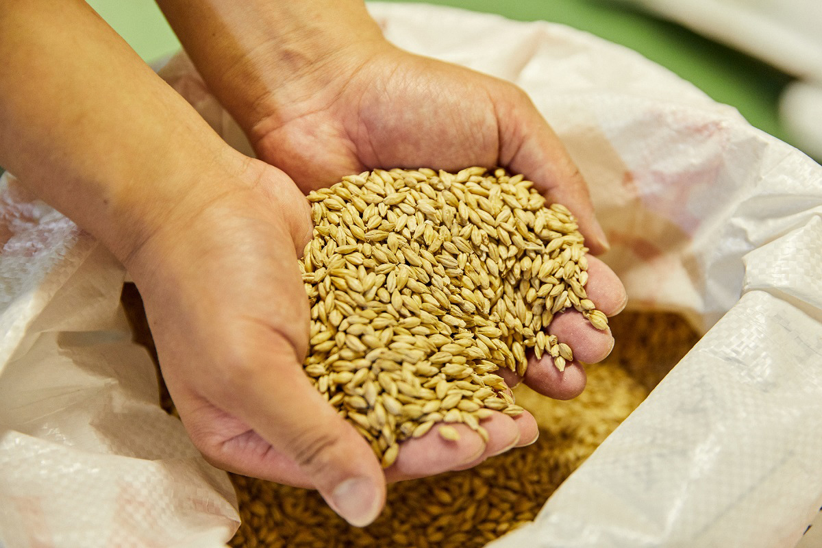 チョコレート麦芽とホップの配合、砂糖の量で理想の味を追求