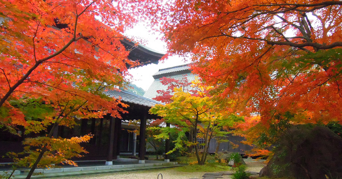 かまぼこの里で紅葉巡り～紅葉見頃の時期と季節限定メニュー～