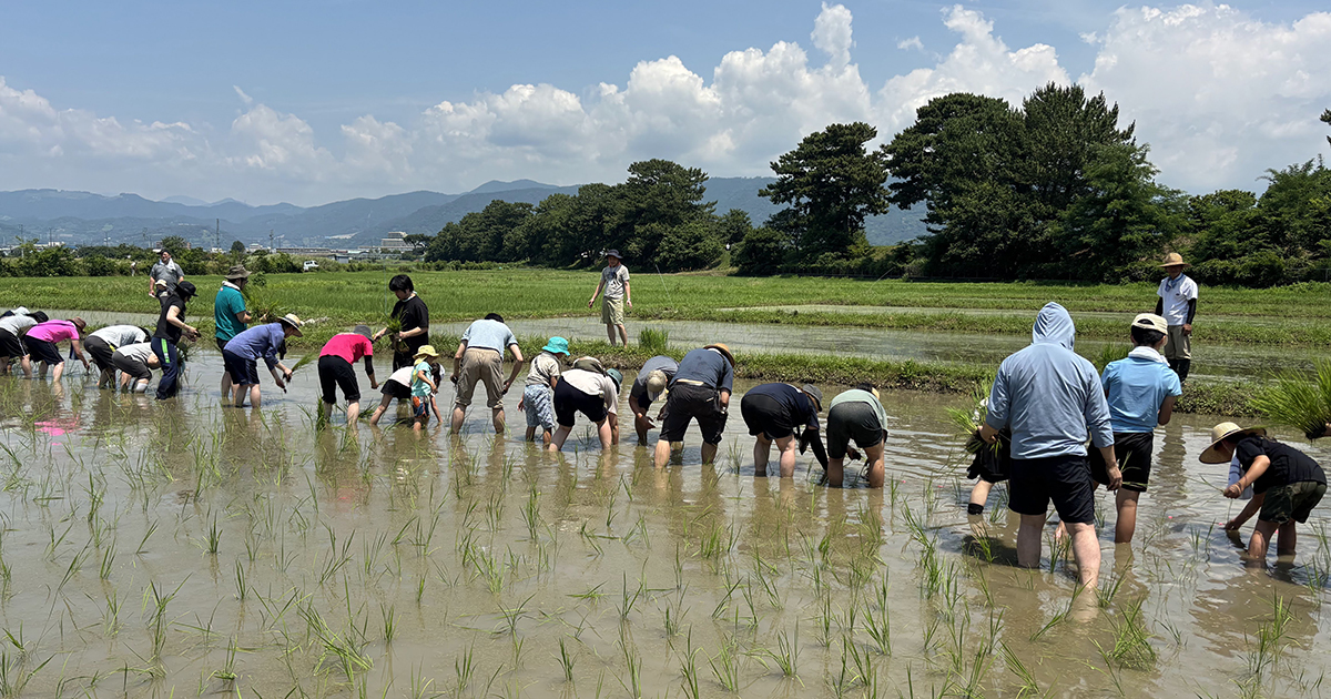 体験レポート）農薬も化学肥料も使用しない田んぼで田植え体験 6月29日開催